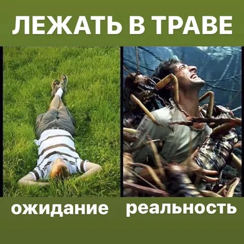 Лежать в траве: ожидание и реальность