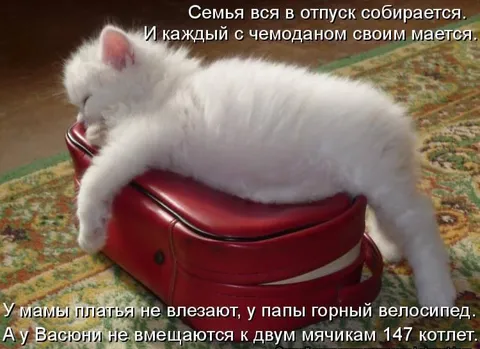 Кот не помещается в чемодан