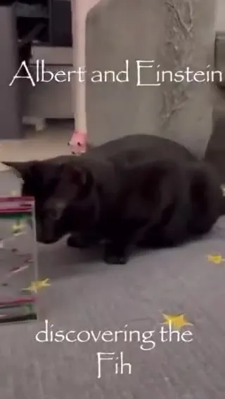 Cats Discover a New Dimension