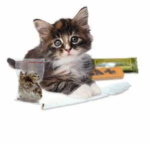 Котёнок среди вещей