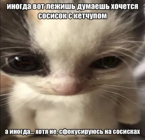 Кот думает о сосисках