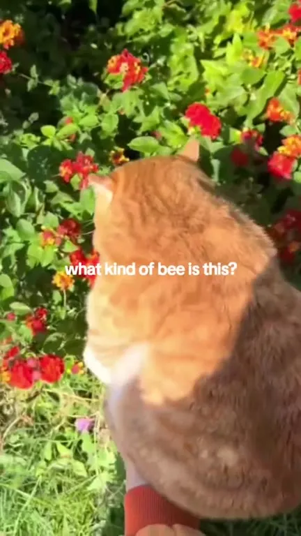 What Kind of Bee Is This?