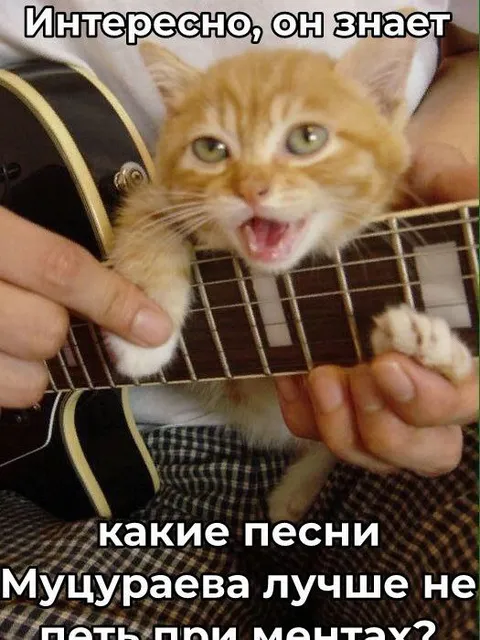 Кот поёт песни Мучураева