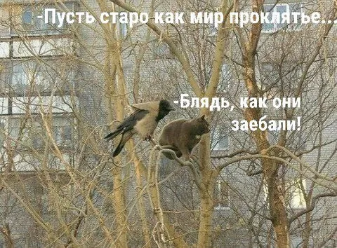 Ворона проклинает всех