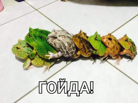 Гойда! Лягушки в строю