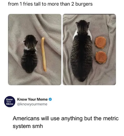 Kitten Measured in Fries and Burgers