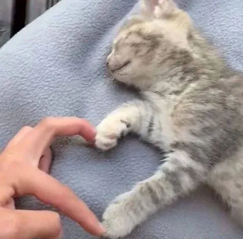 Котик держит за палец