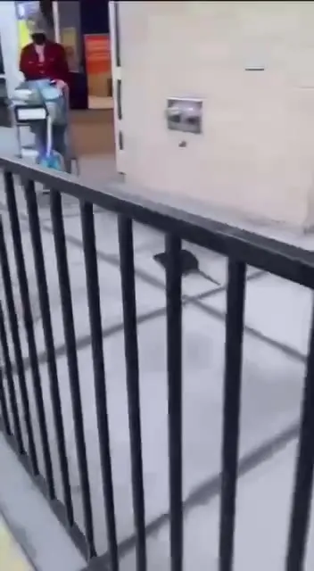 Rat Gets Free Home Depot Run