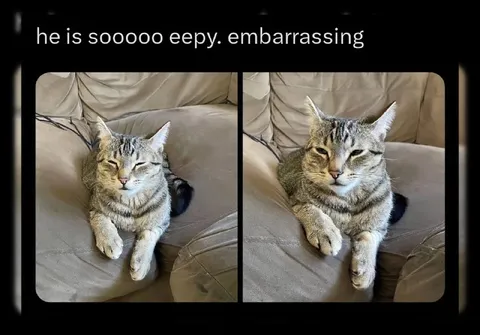 Embarrassed Sleepy Cat