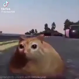 Сова на гоночной трассе