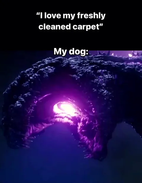 Dog Destroys the Clean Carpet