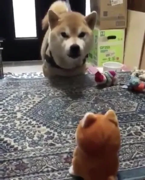 Суровый пёс смотрит на игрушку