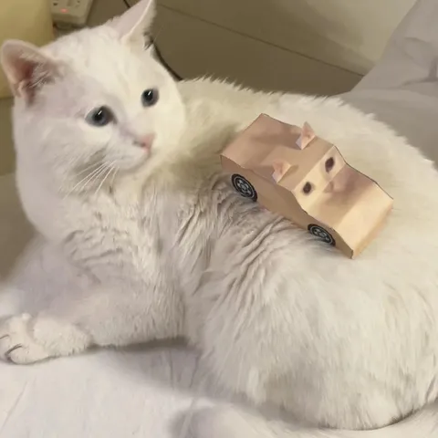 Белый кот с кусочком сыра