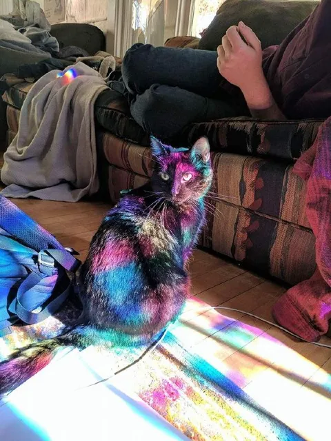 Кот в радужных лучах