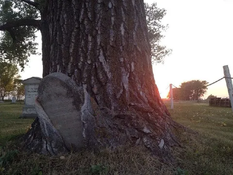 Tree Growing Around Gravestone