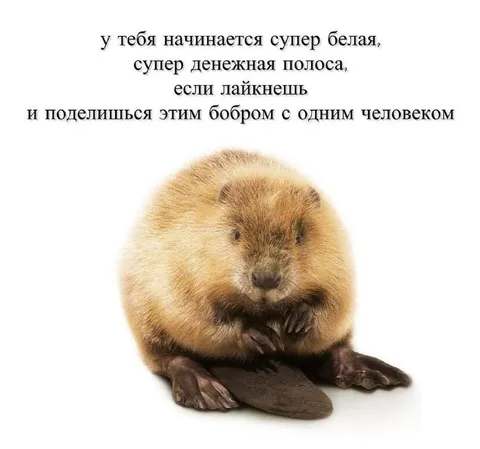Белая денежная полоса за бобра
