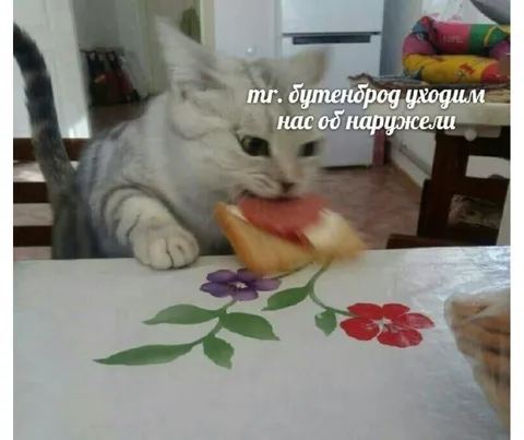 Кот защищает нас от наружели