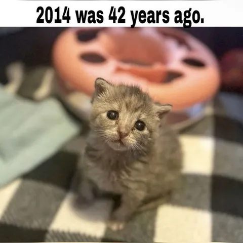 2014 Was 42 Years Ago