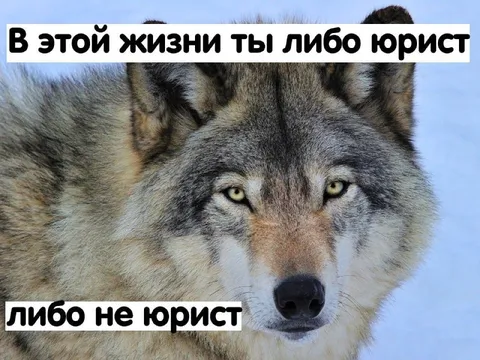 В этой жизни ты либо юрист
