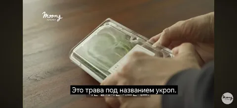 Это трава под названием укроп