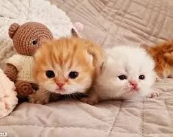 Три котёнка на одеяле