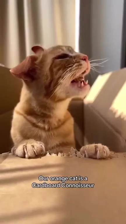 Orange Cat Cardboard Connoisseur