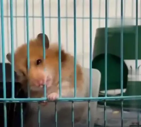 Hamster estudando cálculo