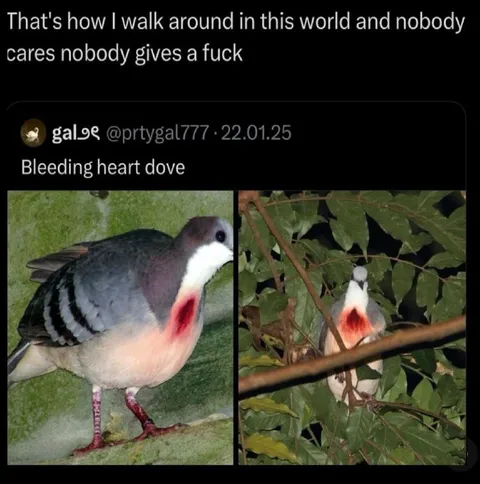 Bleeding Heart Dove Reaction