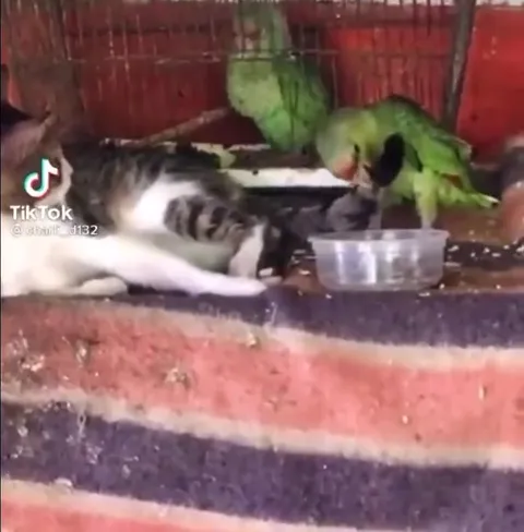 Попугай скидывает миску коту