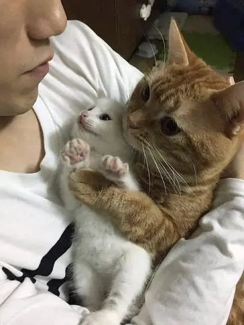 Кот обнимает котёнка