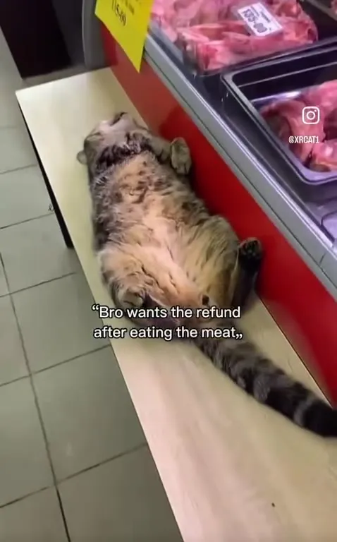 Cat Wants a Meat Refund