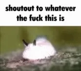 Shoutout to Whatever This Is