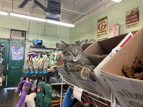 Cat Working at the Pet Store