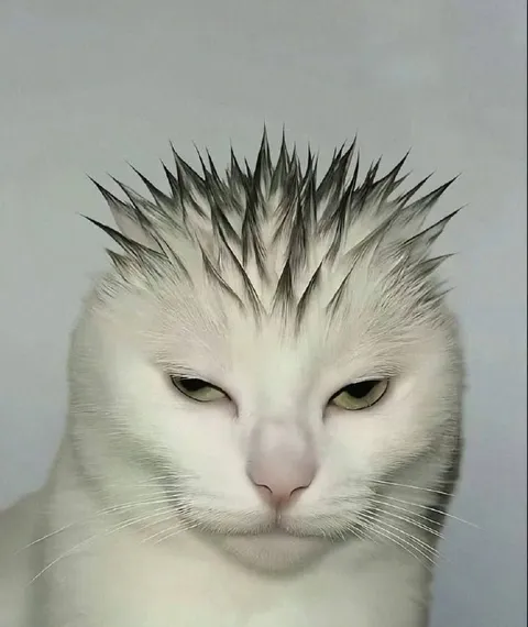 Кот с ирокезом