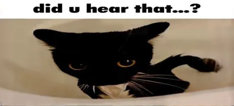 Did U Hear That Cat