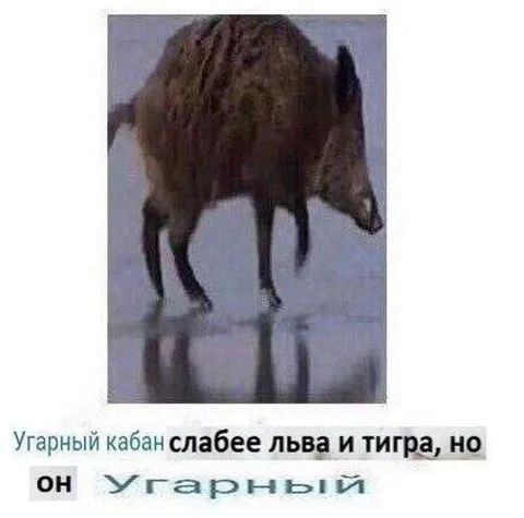 Угарный кабан