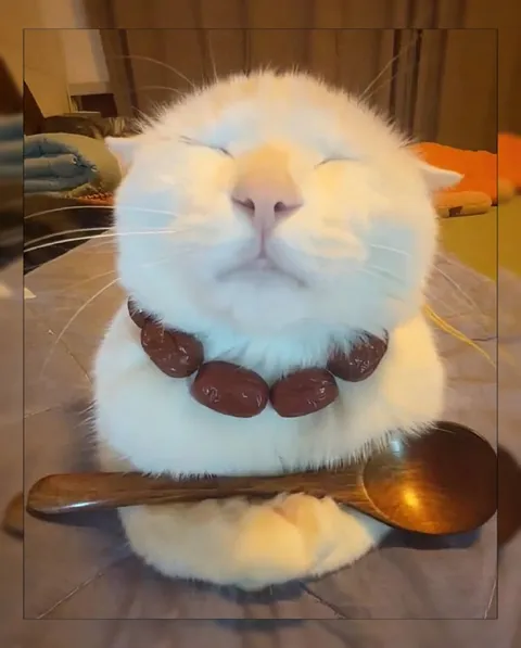 Кот на ложке с финиками