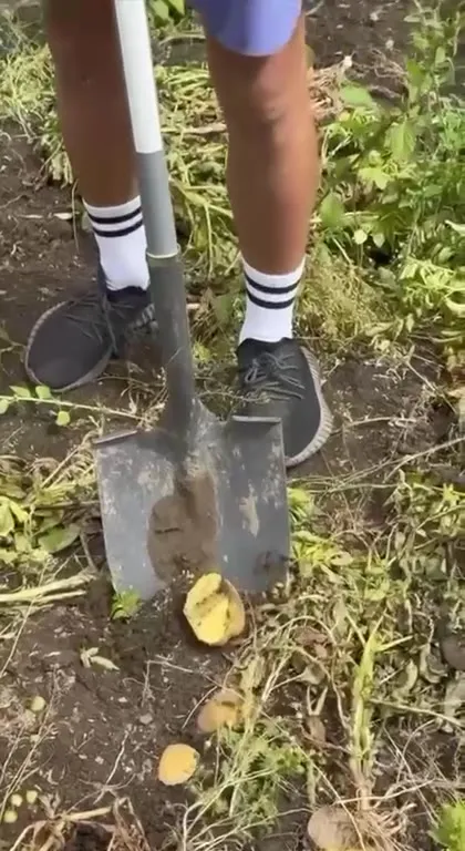 Картошка и строгая бабушка