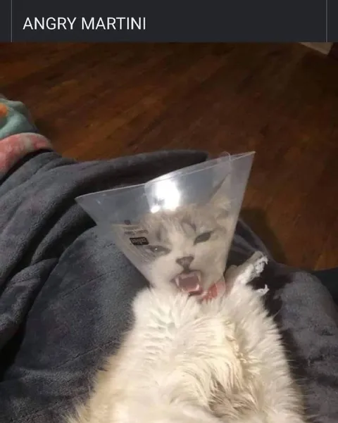 Angry Martini Cat