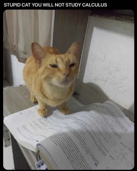 Cat Refuses to Study Calculus