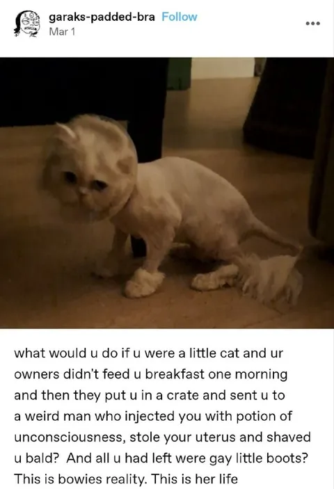 Bowie's Unfortunate Cat Reality