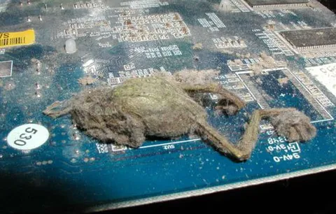 Мёртвая мышь на плате