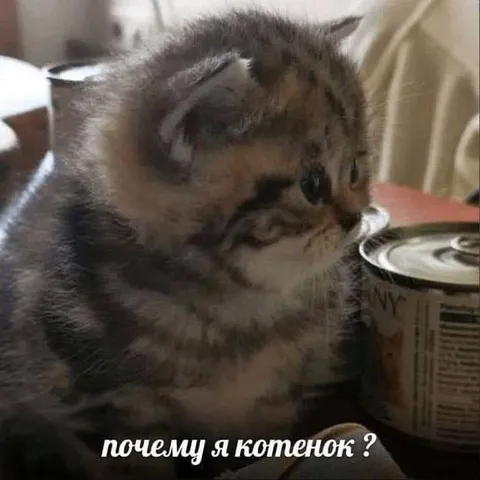 Почему я котенок?