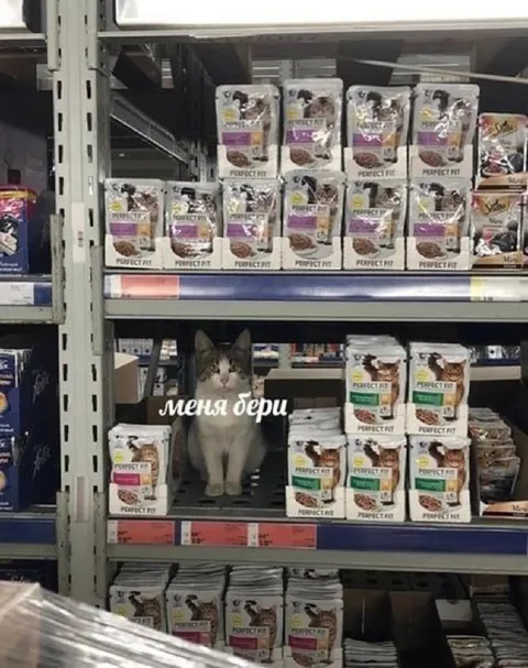 Меня бери — кот среди корма
