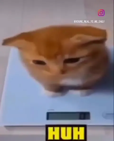 You're Real to Me Cat