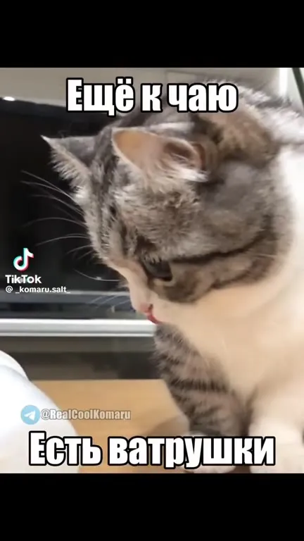 Кот хочет всё к чаю