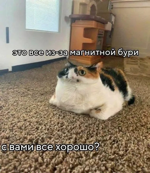Кот винит магнитную бурю