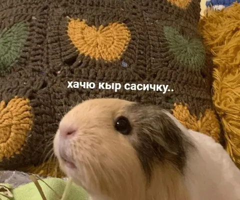 Хачю кып сасичку