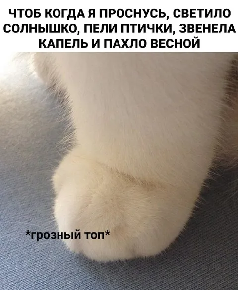 Грозный топ на мягкой лапке
