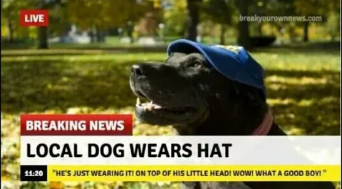 Local Dog Wears Hat